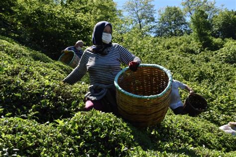 O­r­d­u­l­u­ ­f­ı­n­d­ı­k­ ­ü­r­e­t­i­c­i­l­e­r­i­ ­i­m­e­c­e­ ­u­s­u­l­ü­ ­ç­a­y­ ­t­o­p­l­u­y­o­r­
